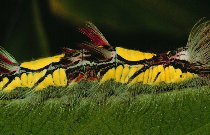 Fig 6 . Vista lateral entera <i>Morpho helenor</i></i> (Nymphalidae) mide 98mm Quebrada Aserradero Sector Pocosol 160m. 94-SRNP-117-DHJ26877.