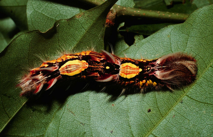  Fig 7 . Larva Vista dorsal <i>Morpho helenor</i></i> Nymphalidae)  Sitio San Geronimo Sector San Cristobal 680m. 01-SRNP-3994-DHJ62556.