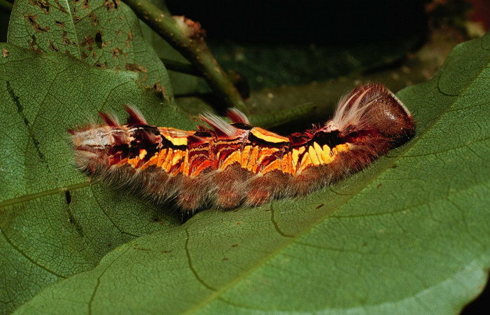 Fig 8 . Larva Vista dorsal <i>Morpho helenor</i></i> (Nymphalidae) Sitio San Geronimo Sector San Cristobal 680m. 01-SRNP-3994-DHJ62557.
