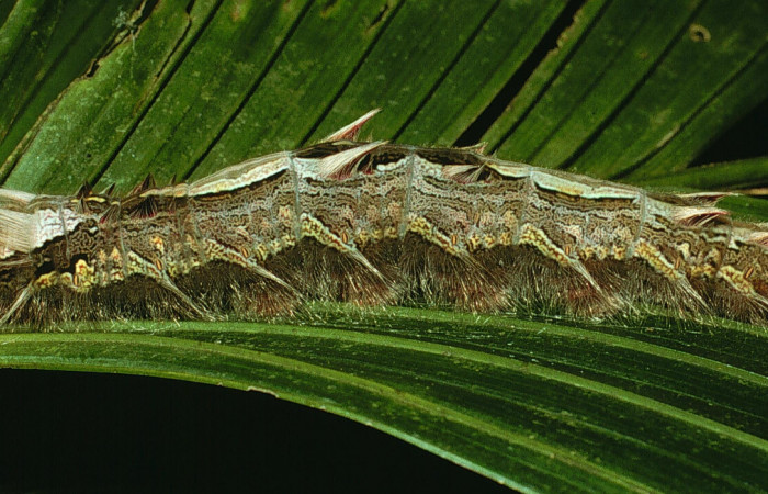  Fig 9 . Vista diagonal <i>Morpho helenor</i></i> (Nymphalidae) mide 98mm Sendero Ponderosa Sector Cacao 1060m. 03-SRNP-3015-DHJ71970.