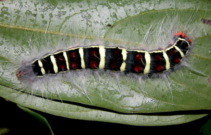 Figura 2. Larva <i>Euglyphis jessiehillae</i></i> (Lasiocampidae), penúltimo estadío (PU) vista dorsal, localidad Sendero Perdido, Sector San Cristóbal ACG (620m). Voucher: 03-SRNP-6188-DHJ400788.jpg.