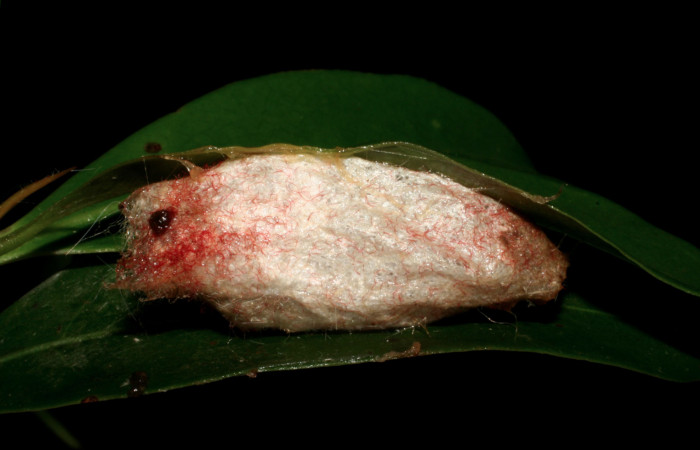Figura 4. Capullo de <i>Euglyphis jessiehillae</i></i> (Lasiocampidae), vista lateral, localidad Sendero Derrumbe, Sector Cacao ACG (1220m). Voucher: 05-SRNP-35318-DHJ406150.jpg.