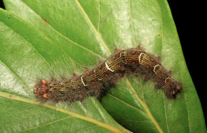 Figura 15. Larva <i>Euglyphis lepta</i></i> (Lasiocampidae), último estadío (U) vista dorsal, localidad Estación Biológica Pitilla, Sector Pitilla ACG (675m). Voucher: 06-SRNP-34880-DHJ416633.jpg.