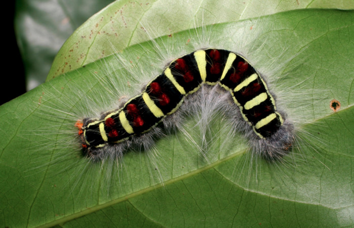 Figura 3. Larva <i>Euglyphis jessiehillae</i></i> (Lasiocampidae), último estadío (U) vista dorsal, localidad Estación Biológica Cacao, Sector Cacao ACG (1150m). Voucher: 06-SRNP-35213-DHJ413713.jpg.