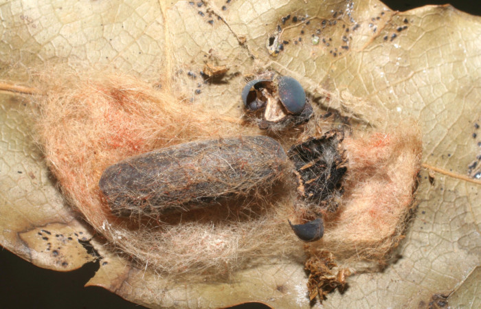 Figura 11. Capullo de parásito <i>Diradops</i></i> nishidaiDHJ02 (Ichneumonidae) que ataca <i>Euglyphis jessiehillae</i></i> (Lasiocampidae), localidad Sendero Derrumbe, Sector Cacao ACG (1220m). Voucher: 06-SRNP-35852-DHJ447783.jpg.