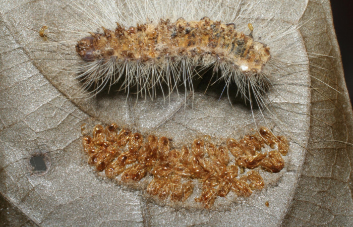 Figura 10. Larva <i>Euglyphis jessiehillae</i></i> (Lasiocampidae), vista parásitos <i>Euplectrus josefernandezi</i></i> (Eulophidae), localidad Sendero Pinyal, Sector San Cristóbal ACG (630m). Voucher: 06-SRNP-4798-DHJ420816.jpg.