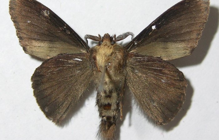 Figura 7. Adulto de <i>Euglyphis jessiehillae</i></i> (Lasiocampidae), macho vista ventral, localidad Vado Agria, Sector Mundo Nuevo ACG (560m). Voucher: 08-SRNP-57379-DHJ501349.jpg.