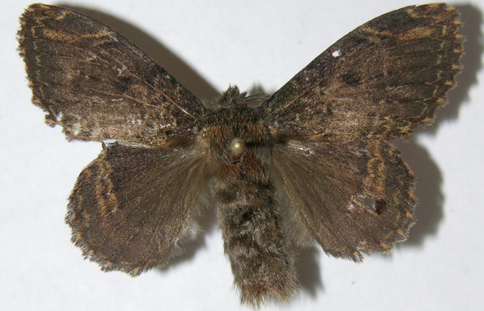 Figura 8. Adulto de <i>Euglyphis jessiehillae</i></i> (Lasiocampidae), hembra vista dorsal, localidad Vado Agria, Sector Mundo Nuevo ACG (560m). Voucher: 08-SRNP-57448-DHJ501340.jpg.