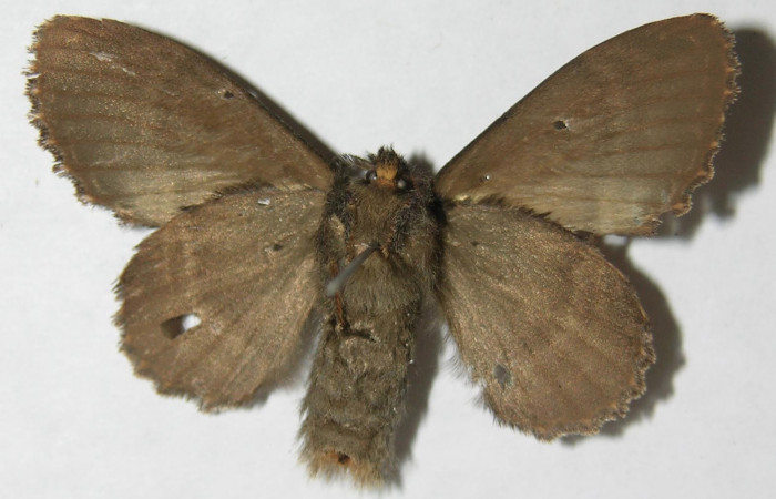 Figura 9. Adulto de <i>Euglyphis jessiehillae</i></i> (Lasiocampidae), hembra vista ventral, localidad Vado Agria, Sector Mundo Nuevo ACG (560m). Voucher: 08-SRNP-57448-DHJ501341.jpg.