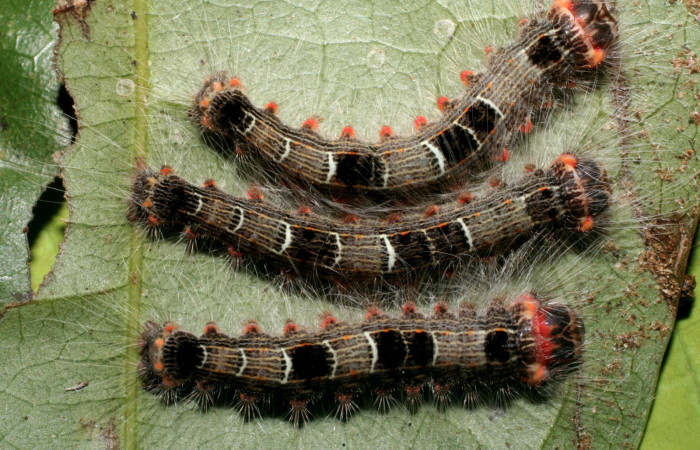 Figura 14. Larvas <i>Euglyphis lepta</i></i> (Lasiocampidae), penúltimo estadío (PU) vista dorsal, localidad Estación Biológica Quica, Sector Pitilla ACG (470m). Voucher: 08-SRNP-71150-DHJ444269.jpg.