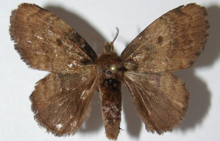 Figura 16. Adulto de <i>Euglyphis lepta</i></i> (Lasiocampidae), vista dorsal, localidad Sendero Naciente, Sector Pitilla ACG (700m). Voucher: 09-SRNP-31766-DHJ516380.jpg.