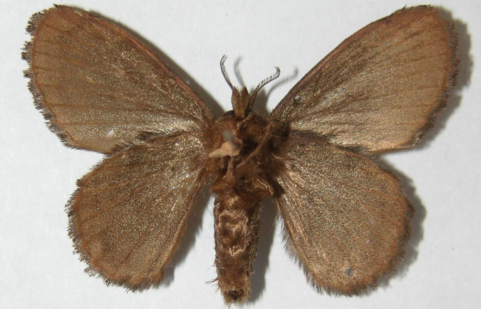 Figura 17. Adulto de <i>Euglyphis lepta</i></i> (Lasiocampidae), vista ventral, localidad Sendero Naciente, Sector Pitilla ACG (700m). Voucher: 09-SRNP-31766-DHJ516381.jpg.