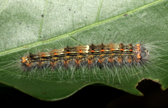 Figura 18. Larva <i>Euglyphis phyllis</i></i> (Lasiocampidae), último estadío (U) vista lateral, localidad Area Administrativa, Sector Santa Rosa ACG (295m). Voucher: 10-SRNP-14033-DHJ476697.jpg.