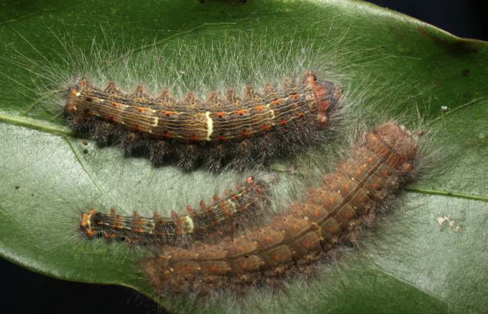 Figura 19. Larvas <i>Euglyphis phyllis</i></i> (Lasiocampidae), último estadío (U) vista dorsal, localidad Area Administrativa, Sector Santa Rosa ACG (295m). Voucher: 10-SRNP-14041-DHJ476705.jpg.