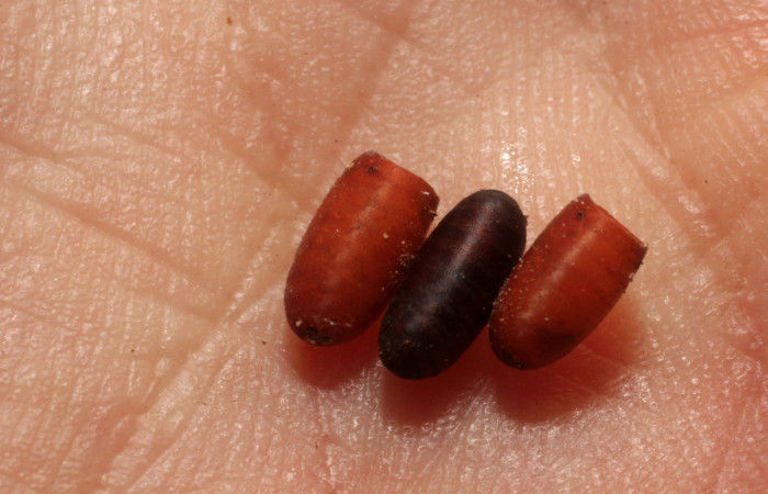 Figura 12. Restos de puparios de parásitos <i>Winthemia</i></i> Janzen08 (Tachinidae) que ataca <i>Euglyphis jessiehillae</i></i> (Lasiocampidae), localidad Portón Rivas, Sector Mundo Nuevo ACG (570m). Voucher: 11-SRNP-56963-DHJ804039.jpg.