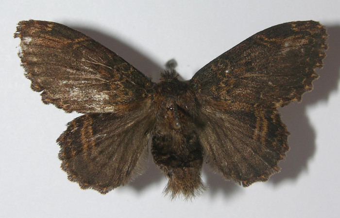 Figura 1. Adulto de <i>Euglyphis jessiehillae</i></i> (Lasiocampidae), vista dorsal, localidad Portón Rivas, Sector Mundo Nuevo ACG (570m). Voucher: 11-SRNP-56965-DHJ558060.jpg.