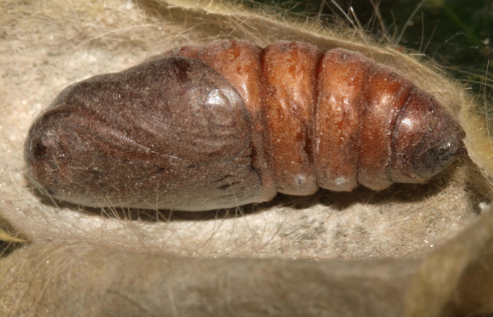 Figura 5. Pupa de <i>Euglyphis asapha</i></i> (Lasiocampidae), vista lateral, localidad Sendero Mismo, Sector Pitilla ACG (680m). Voucher: 13-SRNP-30680-DHJ700855.jpg.