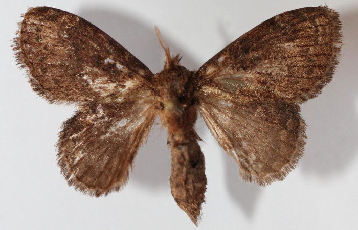 Figura 20. Adulto de <i>Euglyphis phyllis</i></i> (Lasiocampidae), vista dorsal, localidad Vado Miramonte, Sector Mundo Nuevo ACG (305m). Voucher: 13-SRNP-56217-DHJ589304.jpg.