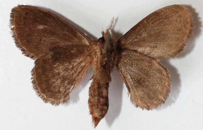 Figura 21. Adulto de <i>Euglyphis phyllis</i></i> (Lasiocampidae), vista ventral, localidad Vado Miramonte, Sector Mundo Nuevo ACG (560m). Voucher: 13-SRNP-56217-DHJ589305.jpg.