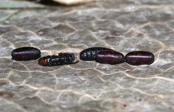 Figura 13. Puparios de parásitos <i>Carcelia</i></i> Janzen42 (Tachinidae) que ataca <i>Euglyphis jessiehillae</i></i> (Lasiocampidae), localidad Sendero Cuestona, Sector Pitilla ACG (640m). Voucher: 18-SRNP-32020-DHJ748231.jpg.