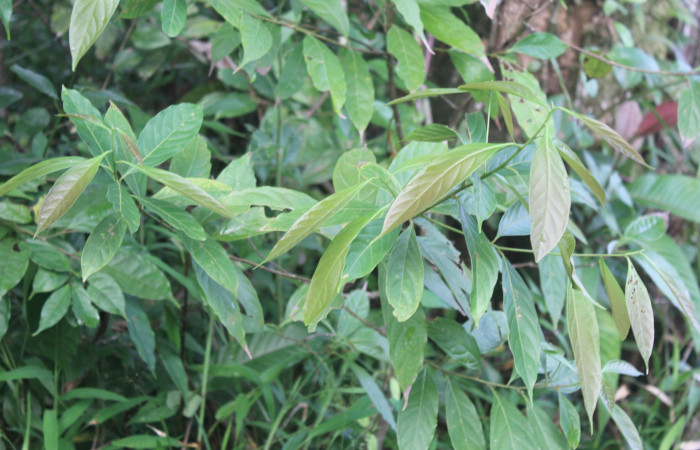 Figura 22. Planta hospedera de <i>Euglyphis jessiehillae</i></i> (Lasiocampidae), planta llamada <i>Nectandra hihua</i></i> (Lauraceae), localidad Estación Biológica Quica, Sector Pitilla ACG (470m), foto: Ricardo Calero 26 Agosto 2020.