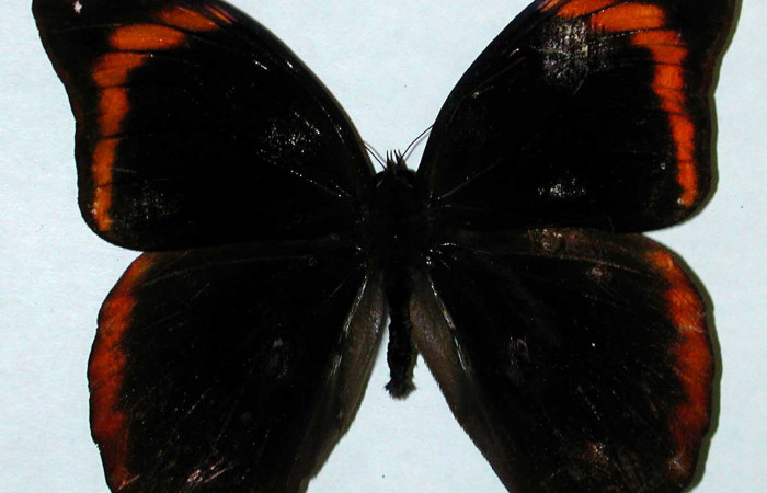 Fig. 15. Macho de <i>Catoblepia championi</i></i> (Nymphalidae). Vista dorsal Voucher: 01-SRNP-3460-DHJ35196.