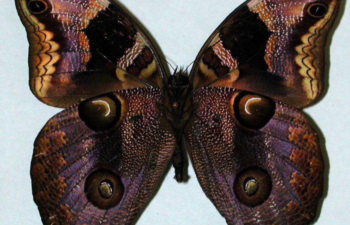 Fig. 16. Macho de <i>Catoblepia championi</i></i> (Nymphalidae). Vista ventral Voucher: 01-SRNP-3460-DHJ35197.