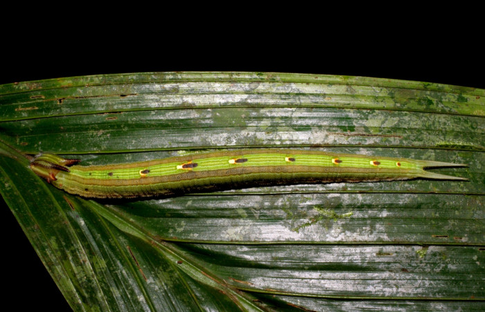 Fig. 5. Larva de <i>Catoblepia championi</i></i> (Nymphalidae). Comiendo <i>Astrocaryum alatum</i></i> (Arecaceae). Voucher: 07-SRNP-32355-DHJ421432.