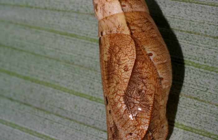 Fig. 11. Pupa de <i>Catoblepia championi</i></i> (Nymphalidae) vista vertical lateral. Voucher: 07-SRNP-32355-DHJ421432.