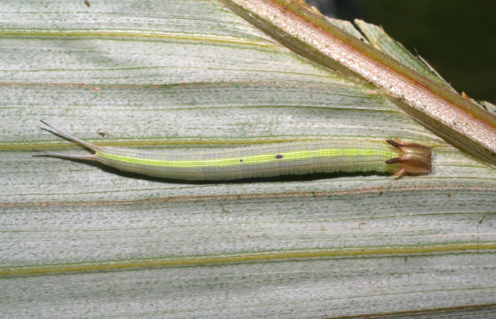 Fig. 1. Larva de <i>Catoblepia champion</i></i>i (Nymphalidae), comiendo <i>Astrocaryum alatum</i></i> (Arecaceae) Voucher: 07-SRNP-32417-DHJ421527.