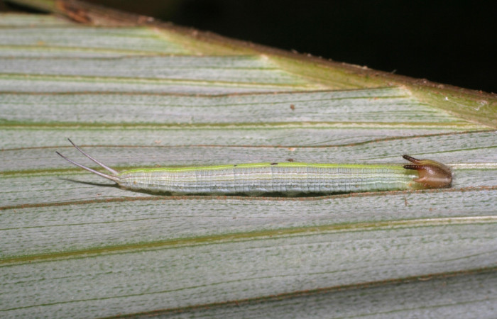 Fig. 2. Larva de <i>Catoblepia champion</i></i>i (Nymphalidae), comiendo <i>Astrocaryum alatum</i></i> (Arecaceae) Voucher: 07-SRNP-32417-DHJ421528.