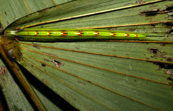 Fig. 4. Larva de <i>Catoblepia championi</i></i> (Nymphalidae). Comiendo <i>Iriartea deltoidea</i></i> (Arecaceae). Voucher: 09-SRNP-32331-DHJ461555.