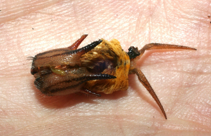 Fig. 8. Piel de prepupa de <i>Catoblepia championi</i></i> (Nymphalidae). Voucher: 09-SRNP-32331-DHJ463883.