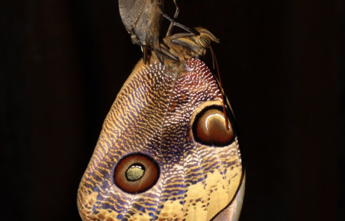 Fig. 12. Adulto emergiendo de la pupa <i>Catoblepia championi</i></i> (Nymphalidae). Voucher: 15-SRNP-30050-DHJ721698. 