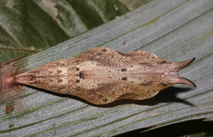 Fig. 09. Pupa de <i>Catoblepia championi</i></i> (Nymphalidae) vista ventral. Voucher: 15-SRNP-31796-DHJ728965.