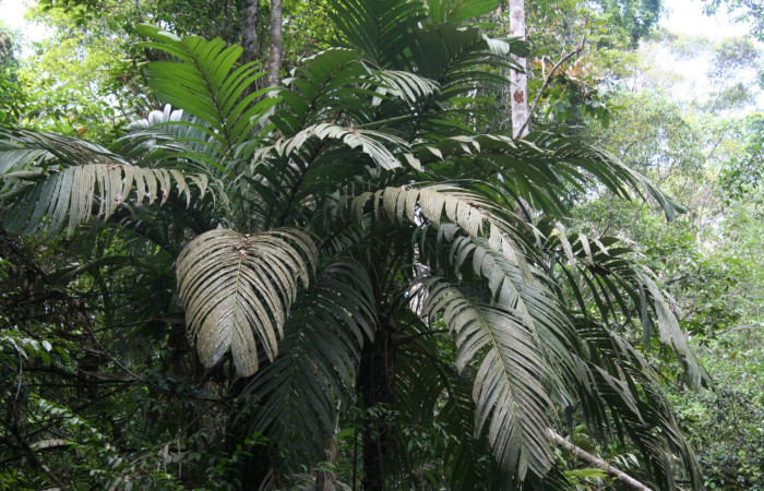 Fig. 6. <i>Astrocaryum alatum</i></i> (Arecaceae). Planta hosperdera de <i>Catoblepia championi</i></i> (Nymphalidae). Foto Duvalier Briceño.