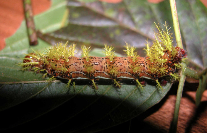 Figura 4. Larva <i>Hylesia rufipes</i></i> (Saturniidae), último estadío (U) vista lateral, localidad Loaciga Sector Pitilla ACG (445m). Voucher: 03-SRNP-20808-DHJ91197.jpg.