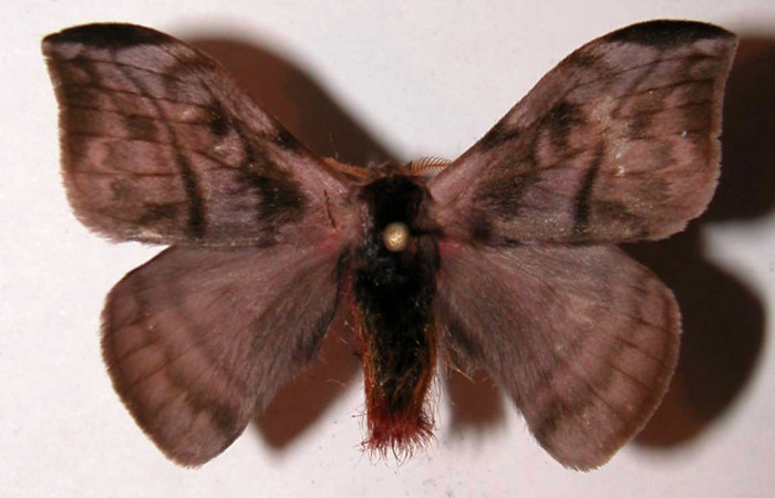 Figura 13. Adulto de <i>Hylesia rufipes</i></i> (Saturniidae), macho vista dorsal, localidad Loaciga Sector Pitilla ACG (445m). Voucher: 03-SRNP-20813-DHJ39388.jpg.