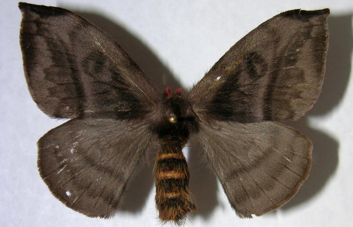 Figura 15. Adulto de <i>Hylesia rufipes</i></i> (Saturniidae), hembra vista dorsal, localidad Pamompa Sector Pitilla ACG (440m). Voucher: 06-SRNP-34081-DHJ361356.jpg.