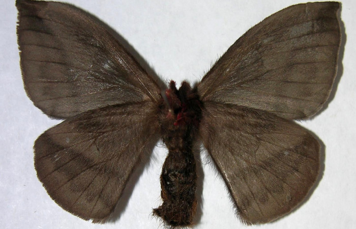 Figura 16. Adulto de <i>Hylesia rufipes</i></i> (Saturniidae), hembra vista ventral, localidad Pasmompa Sector Pitilla ACG (440m). Voucher: 06-SRNP-34081-DHJ361357.jpg.