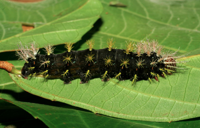 Figura 5. Larva <i>Hylesia rufipes</i></i> (Saturniidae), último estadío (U) vista lateral, localidad Loaciga Sector Pitilla ACG (445m). Voucher: 07-SRNP-31042-DHJ419792.jpg.