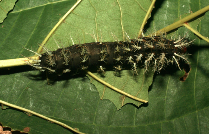 Figura 8. Larva <i>Hylesia rufipes</i></i> (Saturniidae), último estadío (U) vista lateral, localidad Estación Quica Sector Pitilla ACG (470m). Voucher: 10-SRNP-71739-DHJ479269.jpg.
