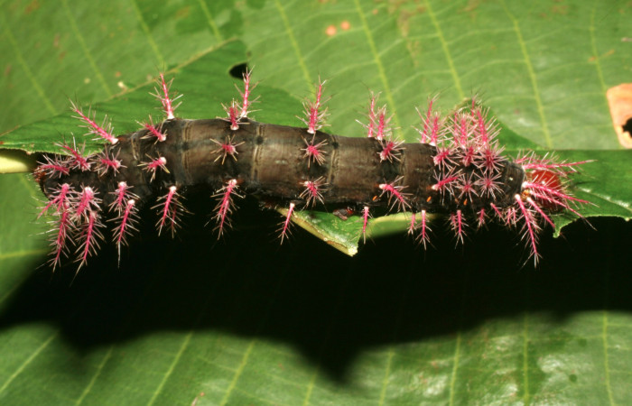 Figura 6. Larva <i>Hylesia rufipes</i></i> (Saturniidae), último estadío (U) vista lateral, localidad Estación Quica Sector Pitilla ACG (470m). Voucher: 10-SRNP-71741-DHJ479276.jpg.