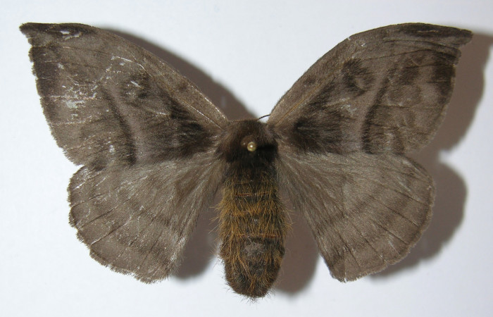 Figura 1. Adulto de <i>Hylesia rufipes</i></i> (Saturniidae), vist dorsal, localidad Medrano Estación Quica Sector Pitilla ACG (380m). Voucher: 12-SRNP-71714-DHJ575602.jpg.