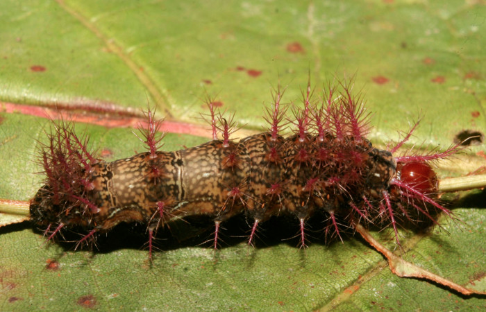 Figura 7. Larva <i>Hylesia rufipes</i></i> (Saturniidae), último estadío (U) vista lateral, localidad Gazo Sector Pitilla ACG (485m). Voucher: 14-SRNP-70630-DHJ722449.jpg.