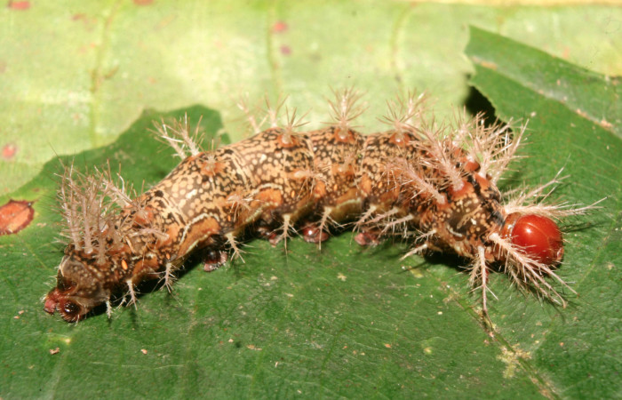 Figura 9. Larva <i>Hylesia rufipes</i></i> (Saturniidae), último estadío (U) vista lateral, localidad Gazo Sector Pitilla ACG (485m). Voucher: 14-SRNP-70631-DHJ722458.jpg.