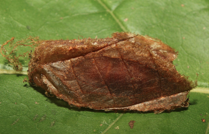 Figura 11. Capullo donde permanece la pupa de <i>Hylesia rufipes</i></i> (Saturniidae), vista lateral, localidad Gazo Sector Pitilla ACG (485m). Voucher: 14-SRNP-70632-DHJ722831.jpg.