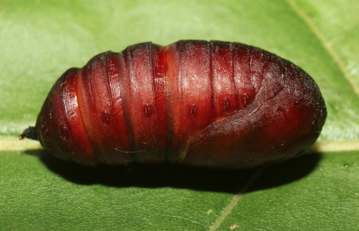 Figura 12. Pupa de <i>Hylesia rufipes</i></i> (Saturniidae), vista lateral, localidad Gazo Sector Pitilla ACG (485m). Voucher: 14-SRNP-70632-DHJ722838.jpg.