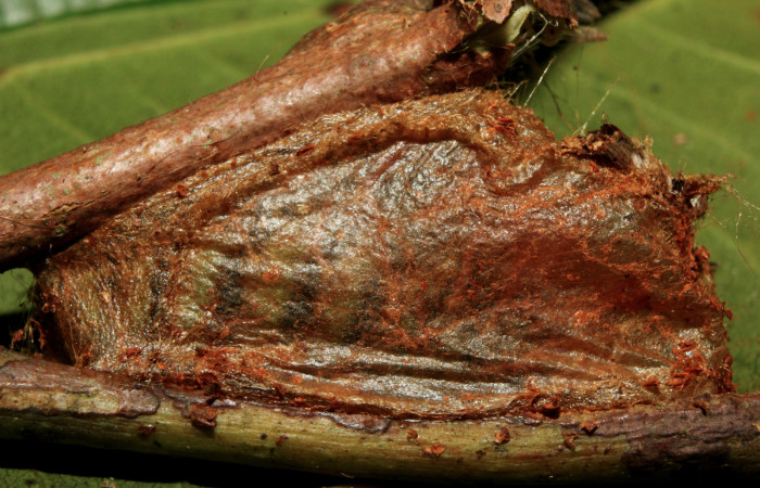 Figura 10. Larva <i>Hylesia rufipes</i></i> (Saturniidae), en estado de prepupa vista lateral, localidad Gazo Sector Pitilla ACG (485m). Voucher: 14-SRNP-70635-DHJ722638.jpg.