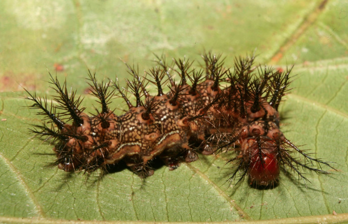 Figura 3. Larva <i>Hylesia rufipes</i></i> (Saturniidae), penúltimo estadío (PU) vista dorsal, localidad Gazo Sector Pitilla ACG (485m). Voucher: 14-SRNP-70636-DHJ722460.jpg.